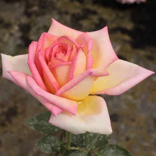Amarillo pálido - Árbol de Rosas Híbrido de Té - rosal de pie alto- forma de corona de tallo recto